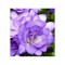 Freesia, Floare Dubla Purple, Violet, 5/6, 1 Bulb