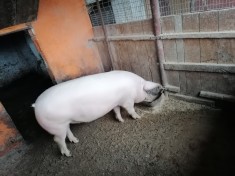 Porc de vanzare foto