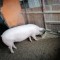 Porc de vanzare