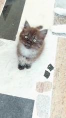 Angora Turceasca Black foto