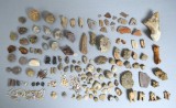 Lot 100+ fosile din Devonian Triasic Jurasic Cretacic Eocen Oligocen Miocen Pleistocen Holocen