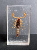 Scorpion auriu conservat in rasina transparenta, semn zodiac, obiect de colectie vintage