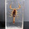 Scorpion auriu conservat in rasina transparenta, semn zodiac, obiect de colectie vintage