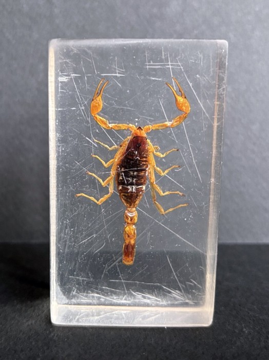 Scorpion auriu conservat in rasina transparenta, semn zodiac, obiect de colectie vintage