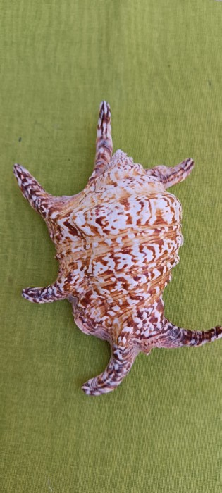 Scoica oceanica 9