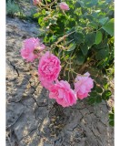 🏡🌹 Butași Rosa Damascena Trigintipetal 🌹🏡