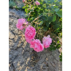 🏡🌹 Butași Rosa Damascena Trigintipetal 🌹🏡