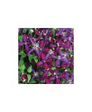 Clematis Sweet Summer Love PBR C2 E Flammula G., Oem