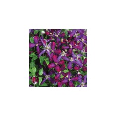 Clematis Sweet Summer Love PBR C2 E Flammula G.
