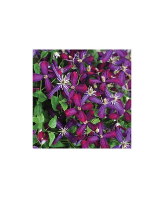 Clematis Sweet Summer Love PBR C2 E Flammula G. foto