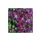 Clematis Sweet Summer Love PBR C2 E Flammula G.