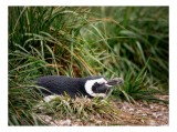 Tablou Canvas, "Pinguin odihnindu-se printre ierburi", Penguin, Grass, Resting, Nature, Wildlife, Peaceful, Outdoors, 39 x 26 cm, CMCLASS