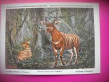 HOPCT 6229 Antilopa bongo-Boocercus Euryceros -CORNUTE / ANTILOPE -FAUNA AFRICA-CP CHROMO LITHO -MUZEUL REGAL STIINTE NATURALE BELGIA-NECIRCULATA, Printata