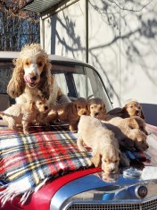 pui Cocker Spaniel baieti si fete- 2 luni culoare aurie -f frumosi
