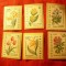 Serie Bulgaria 1960 - Flora , 6 valori