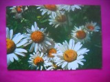 HOPCT 8855 MARGARETE-CARTE POSTALA FLORI -NECIRCULATA