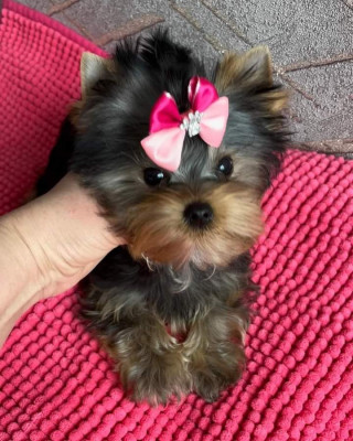 Yorkshire terrier toy foto