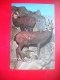 HOPCT 14886 CAPRA NEAGRA- RUPICAPRA / RUPICAPRA CARPATICA - -FAUNA - -NECIRCULATA