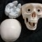 CRANIU UMAN Didactic,craniu pe segmente din PVC,imaginea reflecta realitatea