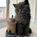 Pui British Shorthair de vanzare