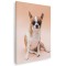 Tablou caine rasa Chihuahua Tablou canvas pe panza CU RAMA 80x120 cm