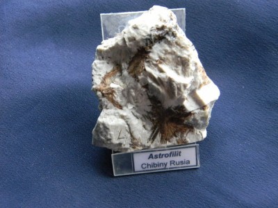 Specimen astrofilit (CV3M) foto
