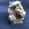 Specimen astrofilit (CV3M)