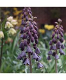 Bulbi Fritillaria Persica Purple Favorit 20/24