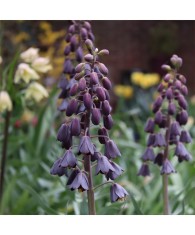 Bulbi Fritillaria Persica Purple Favorit 20/24