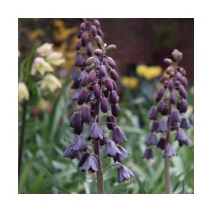 Bulbi Fritillaria Persica Purple Favorit 20/24