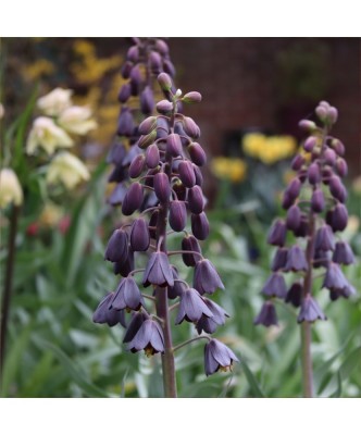 Bulbi Fritillaria Persica Purple Favorit 20/24 foto