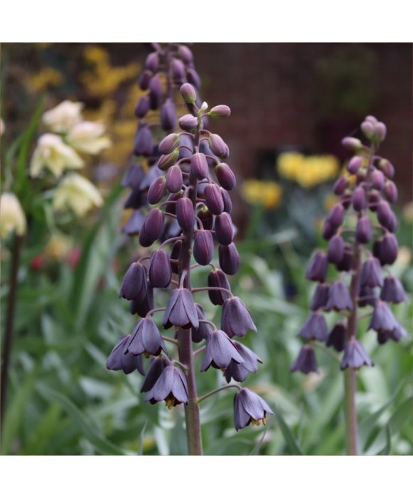 Bulbi Fritillaria Persica Purple Favorit 20/24