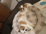Catelusi shitzu