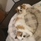 Catelusi shitzu