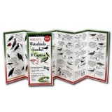 Sibley's Waterbirds of Sanibel &amp; Captiva