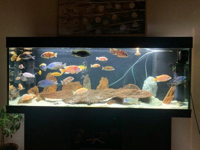 Acvariu Juwel 400 Litri foto