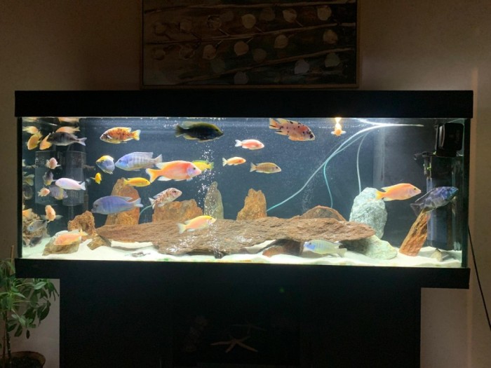 Acvariu Juwel 400 Litri