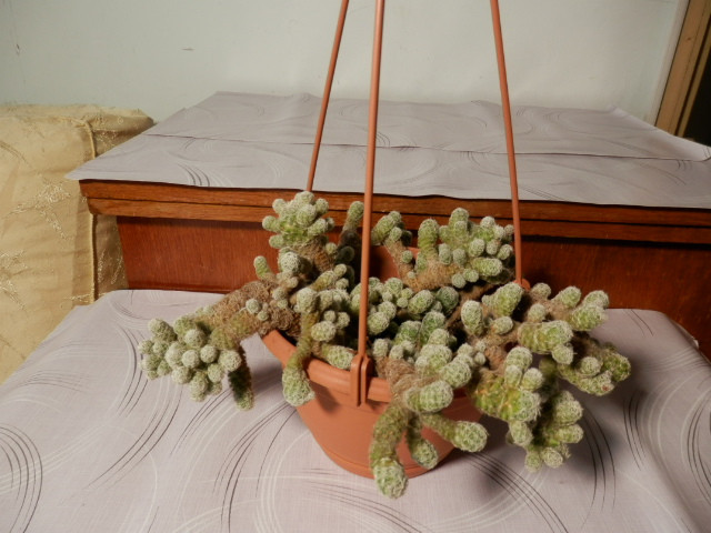 Thimble cactus Mammillaria gracilis fragilis