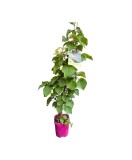 Hortensie, Hydrangea hydrangeoides Roseum C2