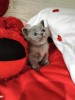 Pisicute Scotish Fold Blue Vaccinate Litiera Hranite Premium Crescute In Apartament Parinti Vizibili