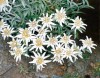 Seminte Floare de Colt, 2 plicuri x 80 seminte, Floare Alpina, Seminte Flori Albe, Gradina