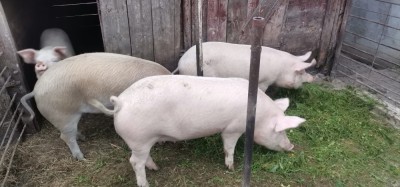 V&amp;acirc;nd porci foto