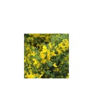 Cytisus Golden Sunlight C2