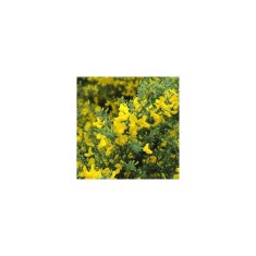 Cytisus Golden Sunlight C2