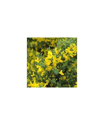 Cytisus Golden Sunlight C2 foto