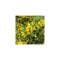 Cytisus Golden Sunlight C2
