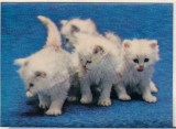 Bnk cp Carte postala 3D - pisici - uzata, Necirculata, Printata