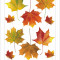 Sticker Frunze de Artar - Maple Leaves - 65x85cm - F1020