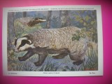 HOPCT 6243 BURSUCUL -MELES MELES -MUSTELIDE -FAUNA EUROPA-CP CHROMO LITHO -MUZEUL REGAL STIINTE NATURALE BELGIA-NECIRCULATA, Printata