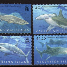 Ascension, fauna marina, rechini, 2008, MNH